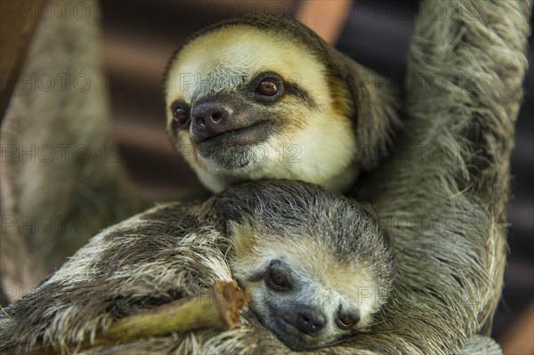 Pale-throated slothes (Bradypus tridactylus)