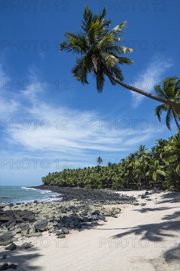 Palm tree on a sandy beach on Saint Joseph island