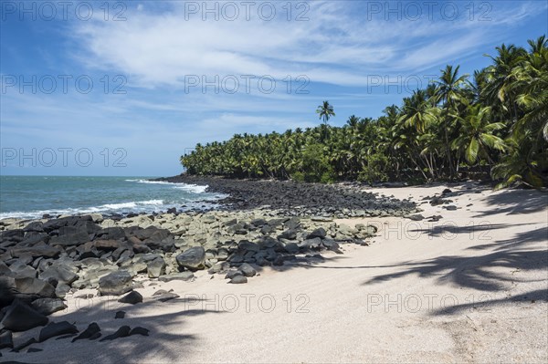 Palm tree on a sandy beach on Saint Joseph island