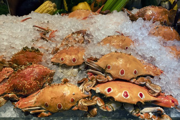 Crabs on ice