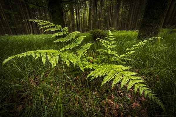 Genuine fern (Polypodiopsida