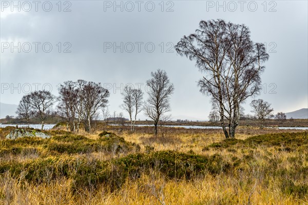 Birches (Betula) in moor landscape with dark sky