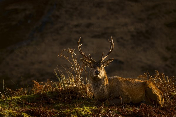 Red deer (Cervus elaphus) in soft morning light