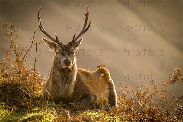 Red deer (Cervus elaphus) in soft morning light