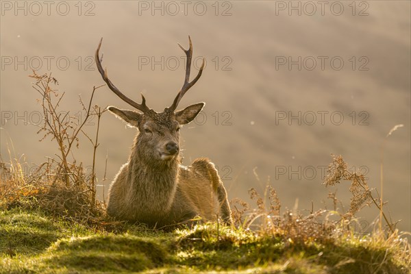 Red deer (Cervus elaphus) in soft morning light