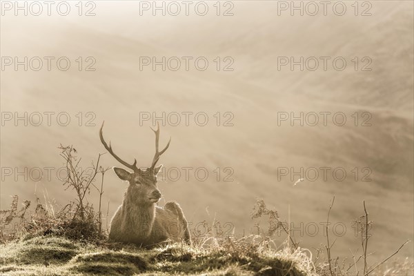 Red deer (Cervus elaphus) in soft morning light