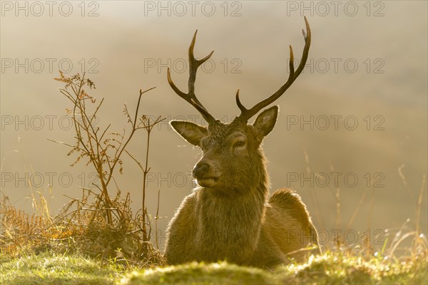 Red deer (Cervus elaphus) in soft morning light