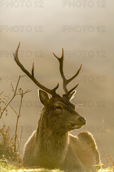 Red deer (Cervus elaphus) in soft morning light