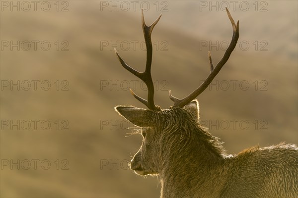 Red deer (Cervus elaphus) in soft morning light