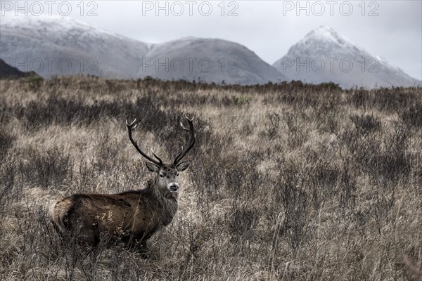 Red deer (Cervus elaphus) in Grassland