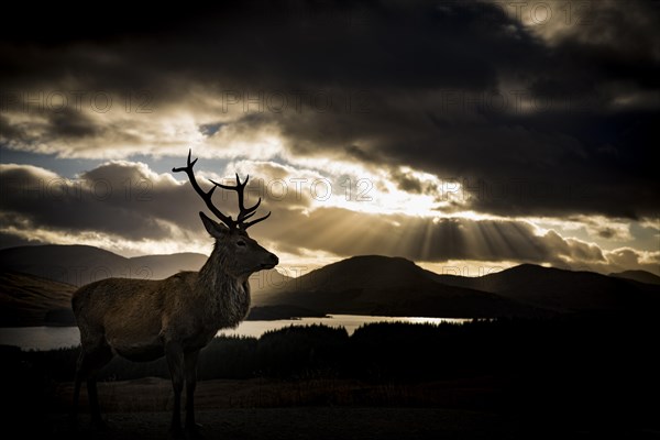 Red deer (Cervus elaphus) backlit