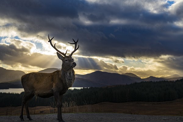 Red deer (Cervus elaphus) backlit