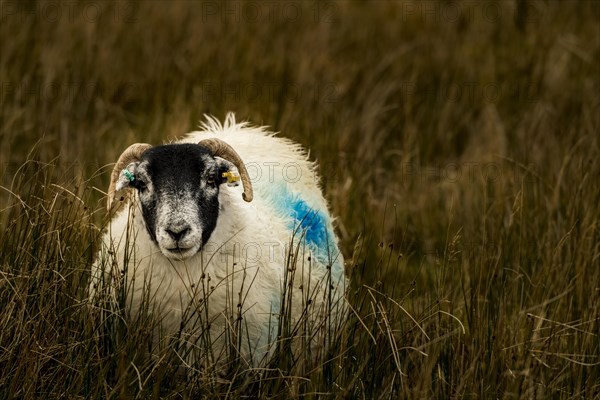 Scottish Blackface Domestic sheep (Ovis gmelini aries) in a meadow