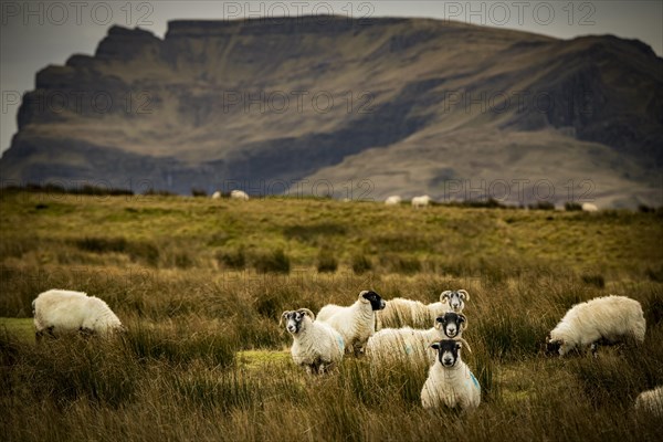 Scottish Blackface Domestic sheep (Ovis gmelini aries) in a meadow off mountain range