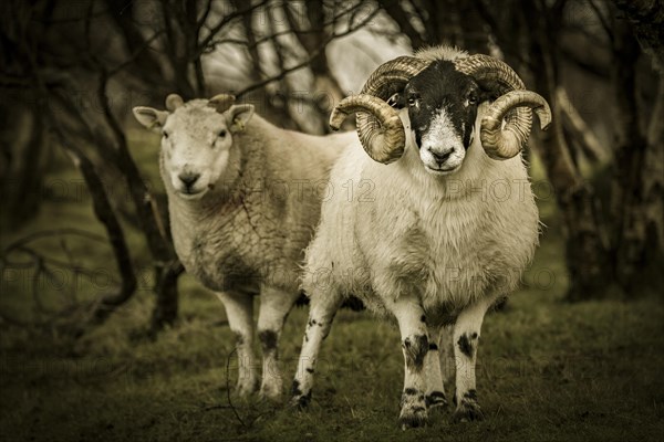 2 Scottish Blackface Domestic sheep (Ovis gmelini aries) in Birchesforest (Betula)