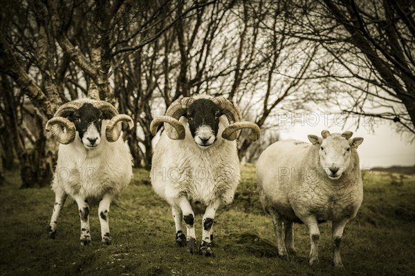 3 Scottish Blackface Domestic sheep (Ovis gmelini aries) in Birchesforest (Betula)