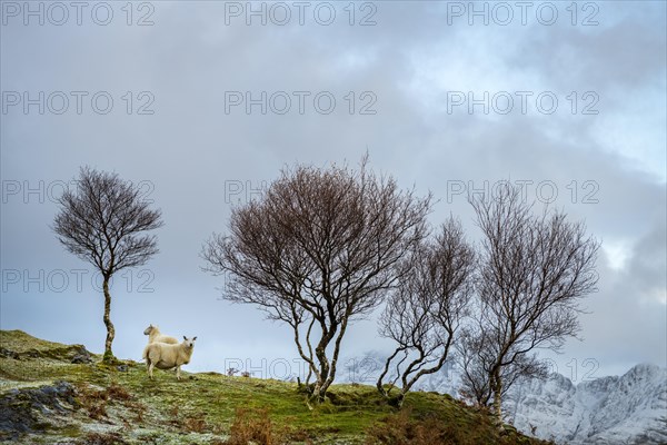 Domestic sheep (Ovis gmelini aries) with Birch (Betula) in Highland Landt with winter Cullins Mountains