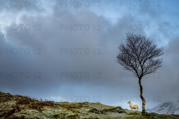 Domestic sheep (Ovis gmelini aries) with Birch (Betula) in Highland Landt with winter Cullins Mountains