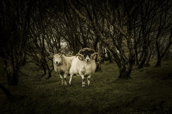 Scottish Blackface Domestic sheep (Ovis gmelini aries) in birch forest (Betula)