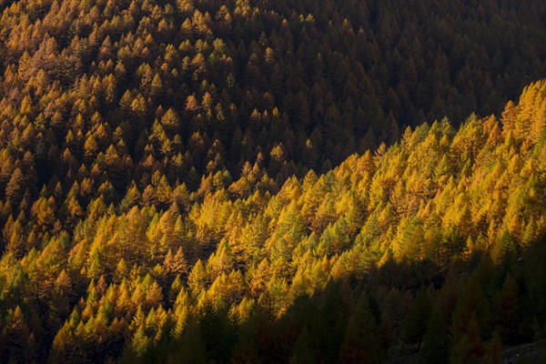 Autumn mountain larch forest (Larix decidua) with light and shade