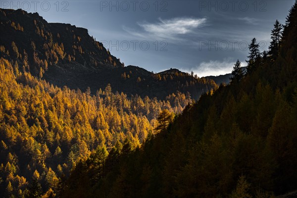 Autumn mountain larch forest (Larix decidua) with light and shade