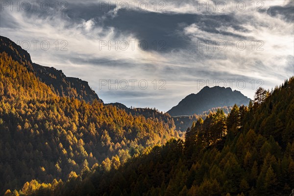 Autumn mountain larch forest (Larix decidua) with light and shade