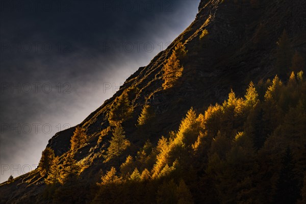 Autumn mountain larch forest (Larix decidua) with light and shade