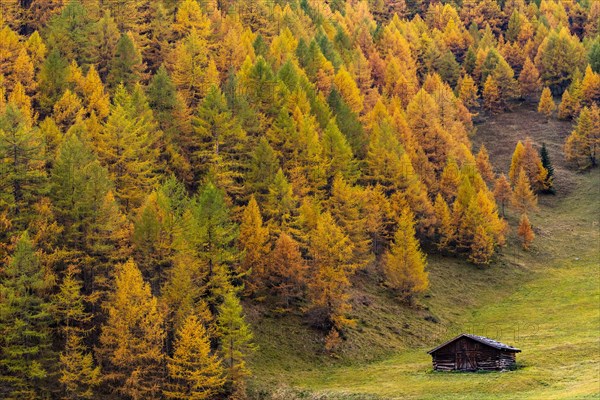 Autumn mountain larch forest (Larix decidua) with small mountain hut in a meadow