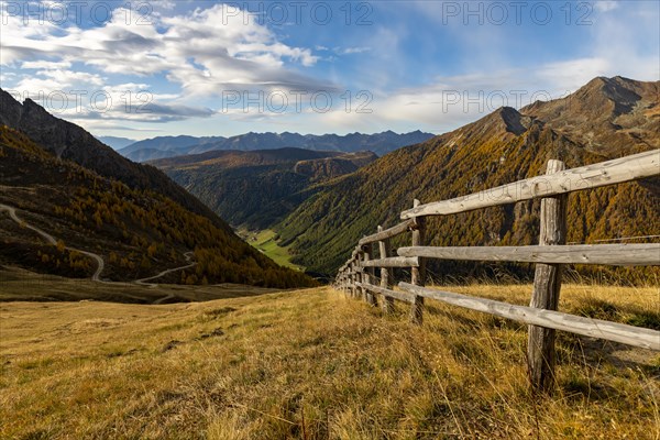 Autumn mountain larch forest (Larix decidua) with path