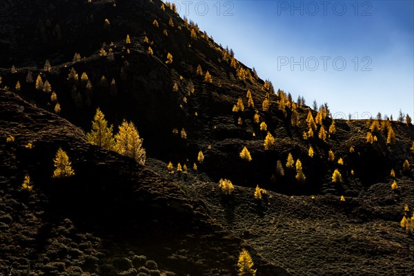 Larch (Larix decidua) on a dark mountain slope