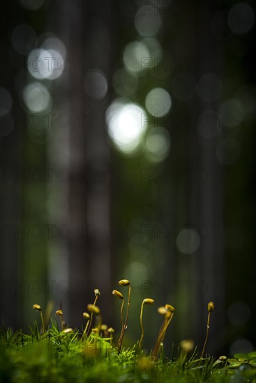 Sprouted Beechcker (Fagus)