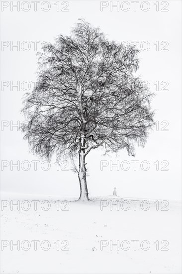 Single tree with field cross in winter light landscape