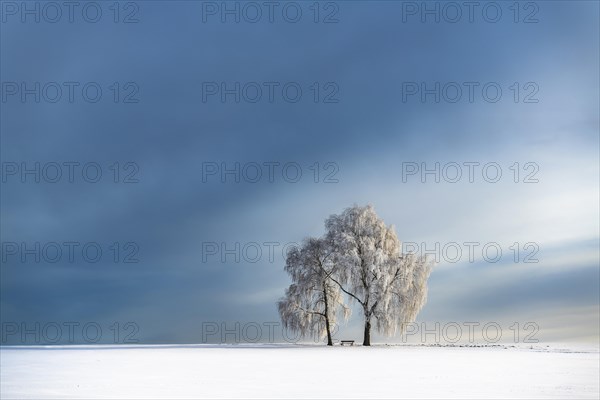 Snow-covered Birches (Betula) in winter landscape in front of a blue cloudy sky