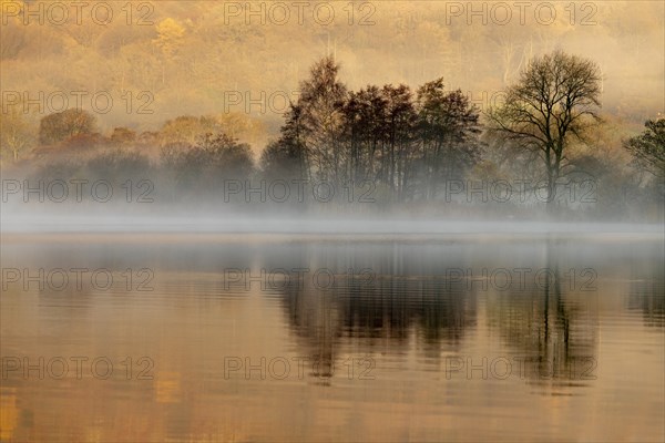 Trees reflected in water surface with fog
