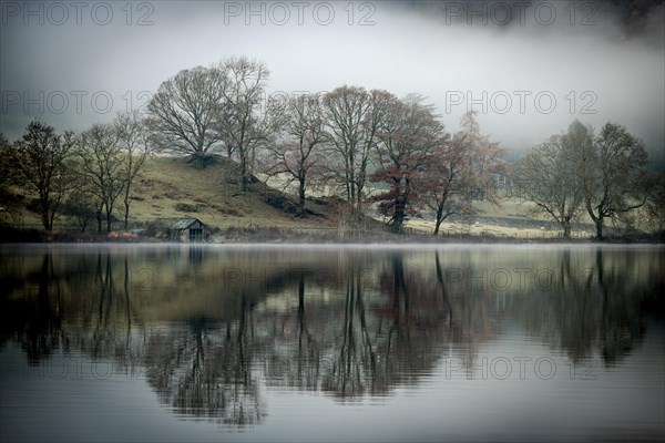 Trees reflected in water surface