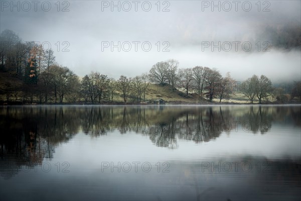 Trees reflected in water surface