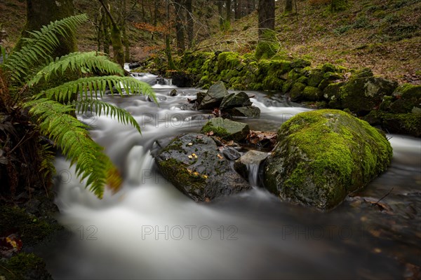 Creek course with mossy stones flows through autumn forest