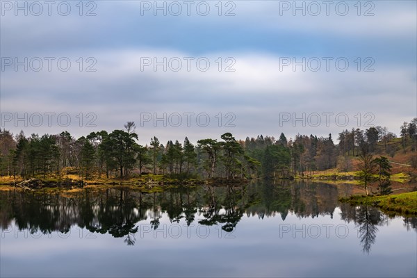 Forest landscape with reflection in the lake