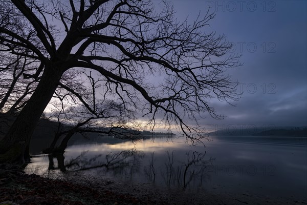 Bald Beech (Fagus) with reflection at sea