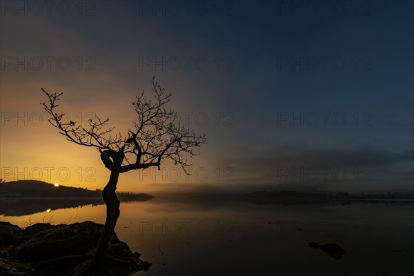 Small tree at lake shore at sunrise