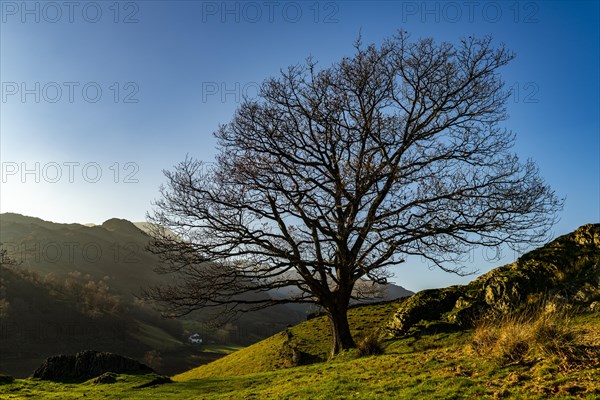 Bare Beech (Fagus) in Autumn Hills