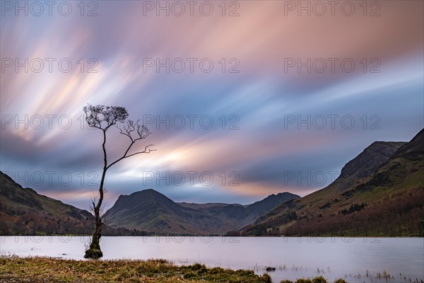 Single tree in the lake with reddish clouds