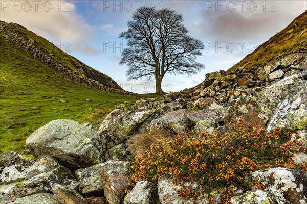 Bald tree in autumn landscape