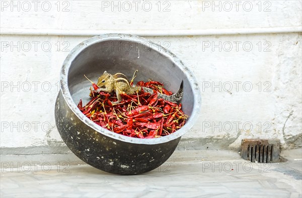 Chipmunk (Tamias) sitting in cup and nibbling on chillies