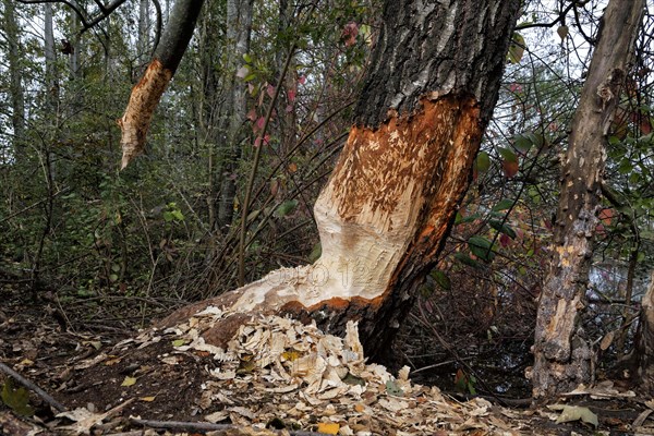 Beaver damage