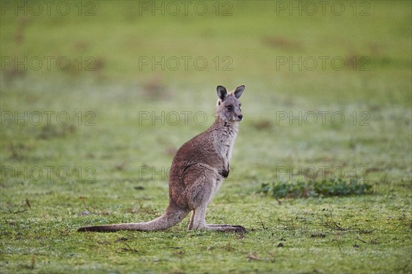 Eastern grey kangaroo (Macropus giganteus) standing on a meadow