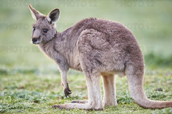 Eastern grey kangaroo (Macropus giganteus) standing on a meadow