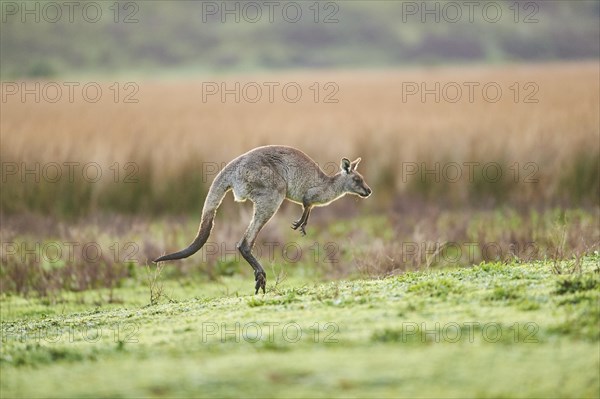 Eastern grey kangaroo (Macropus giganteus) jumping on a meadow