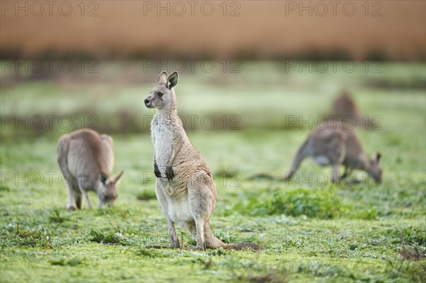 Eastern grey kangaroos (Macropus giganteus) grazing on a meadow