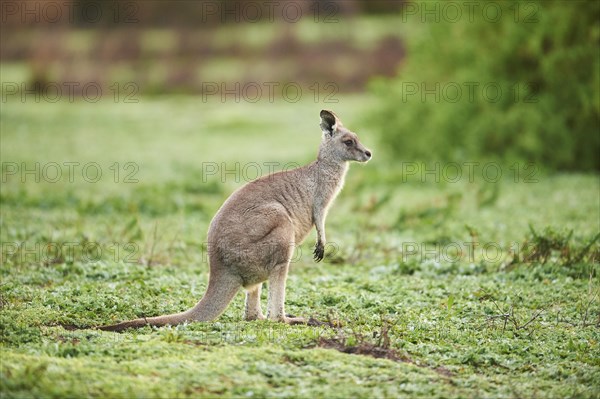 Eastern grey kangaroo (Macropus giganteus) standing on a meadow